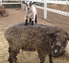 sheep and goat 